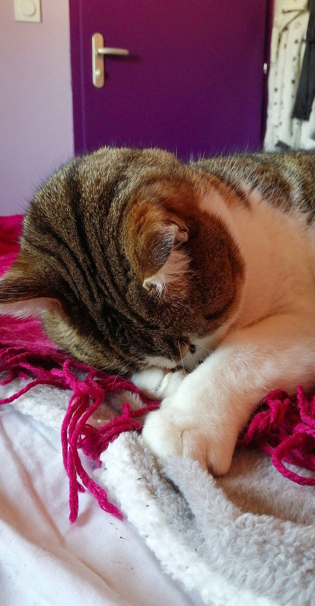 Fripouille a rejoint le concours — aidez-le/la à gagner de superbes lots ! carnivore, cat, claw, close_up, comfort, companion_dog, dog_breed, domestic_short_haired_cat, fawn, felidae, fur, human_leg, magenta, paw, small_to_medium_sized_cats, snout, tail, textile, whiskers, wool