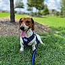dog, dachshund, grass, harness, leash, outdoor, park, tree, sky, cloud, sunny, pet, animal, canine, tongue_out, sitting, happy, nature, daytime, blurred_background