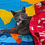 Sarai is registered to the contest to win money with this photo: cat, gray_cat, yellow_eyes, blanket, red_blanket, blue_blanket, fish_pattern, cozy, resting, indoor, pet, feline, whiskers, paw, cute, relaxed, domestic_cat, colorful, patterned_blanket, comfort