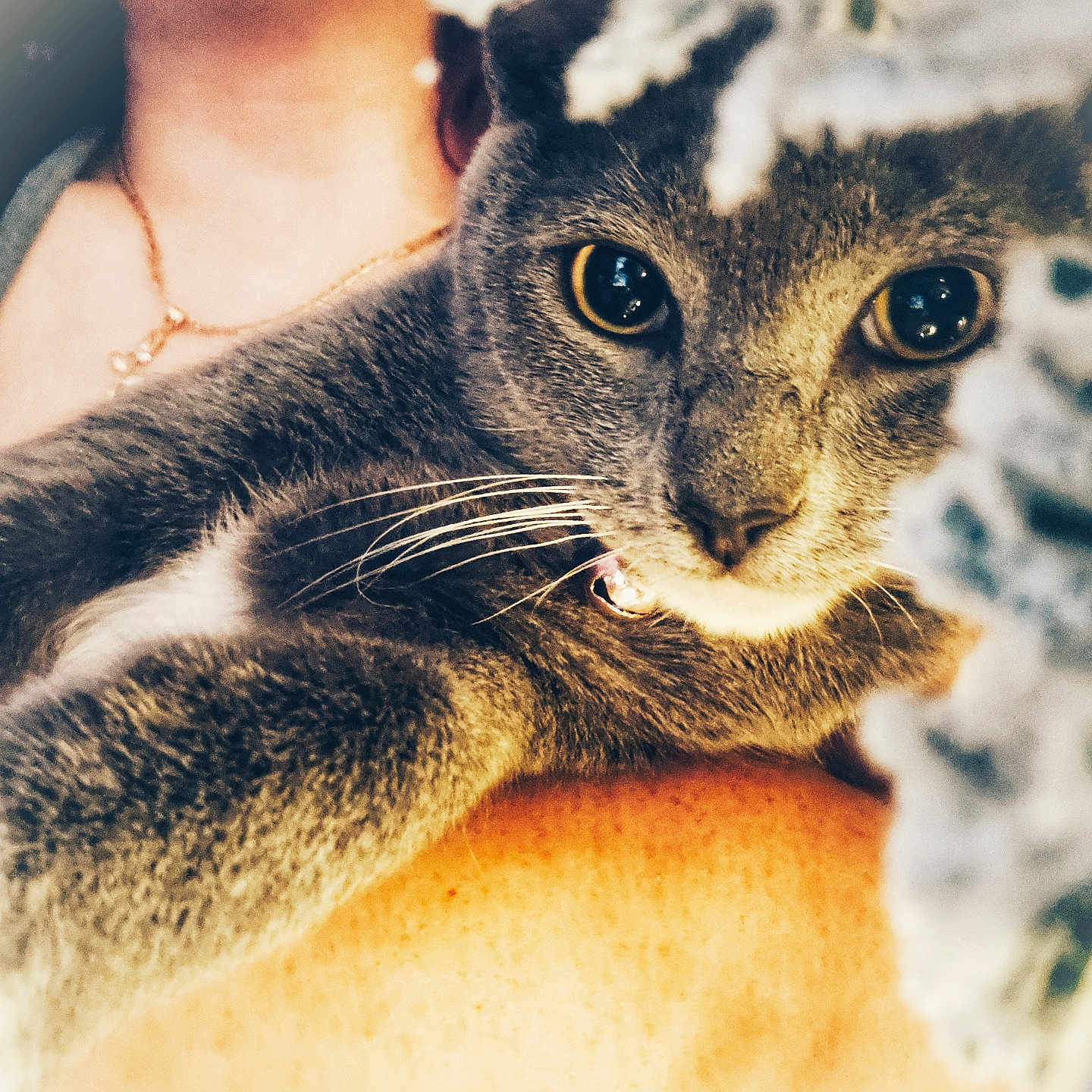Sarai joined the competition — help win amazing prizes! animal, arm, cat, claw, close_up, cozy, curious, feline, fur, gray_cat, indoor, necklace, paw, person, pet, portrait, reaching, soft_focus, whiskers, yellow_eyes