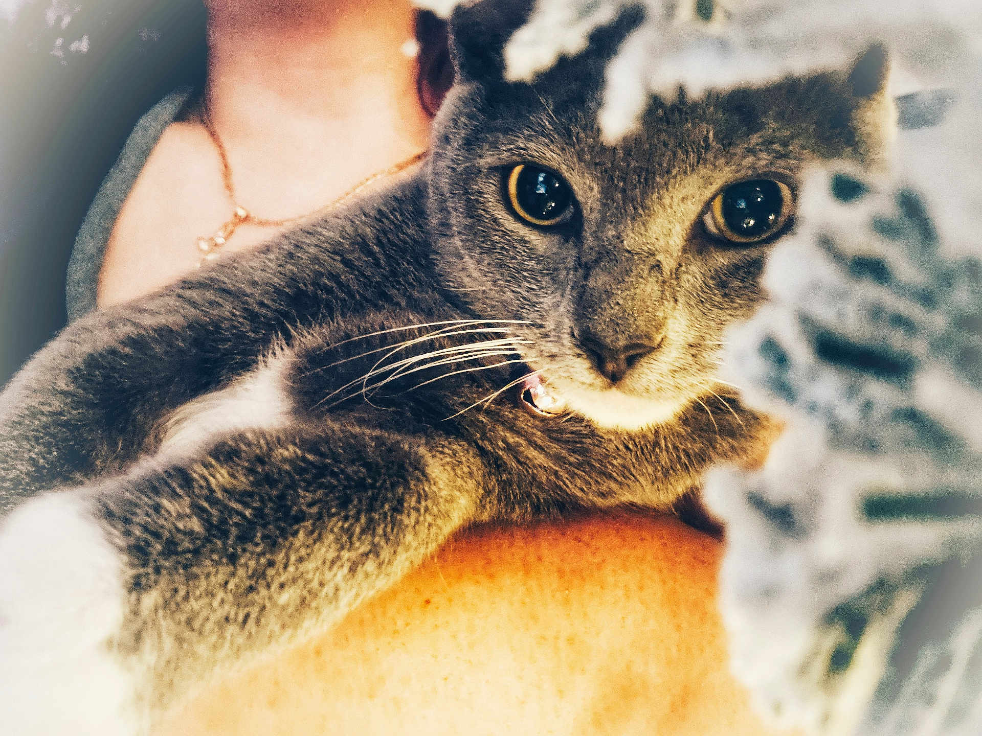 Sarai joined the competition — help win amazing prizes! cat, gray_cat, close_up, paw, whiskers, yellow_eyes, pet, animal, feline, curious, person, arm, necklace, soft_focus, indoor, cozy, fur, claw, reaching, portrait