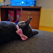 Sarai is registered to the contest to win money with this photo: cat, gray_cat, pink_bow, sleeping, collar, indoor, furniture, wooden_cabinet, blurred_background, television, relaxation, cozy, pet, closeup, side_view, soft_texture, home, animal, resting, domestic