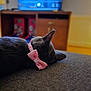 cat, gray_cat, pink_bow, sleeping, collar, indoor, furniture, wooden_cabinet, blurred_background, television, relaxation, cozy, pet, closeup, side_view, soft_texture, home, animal, resting, domestic