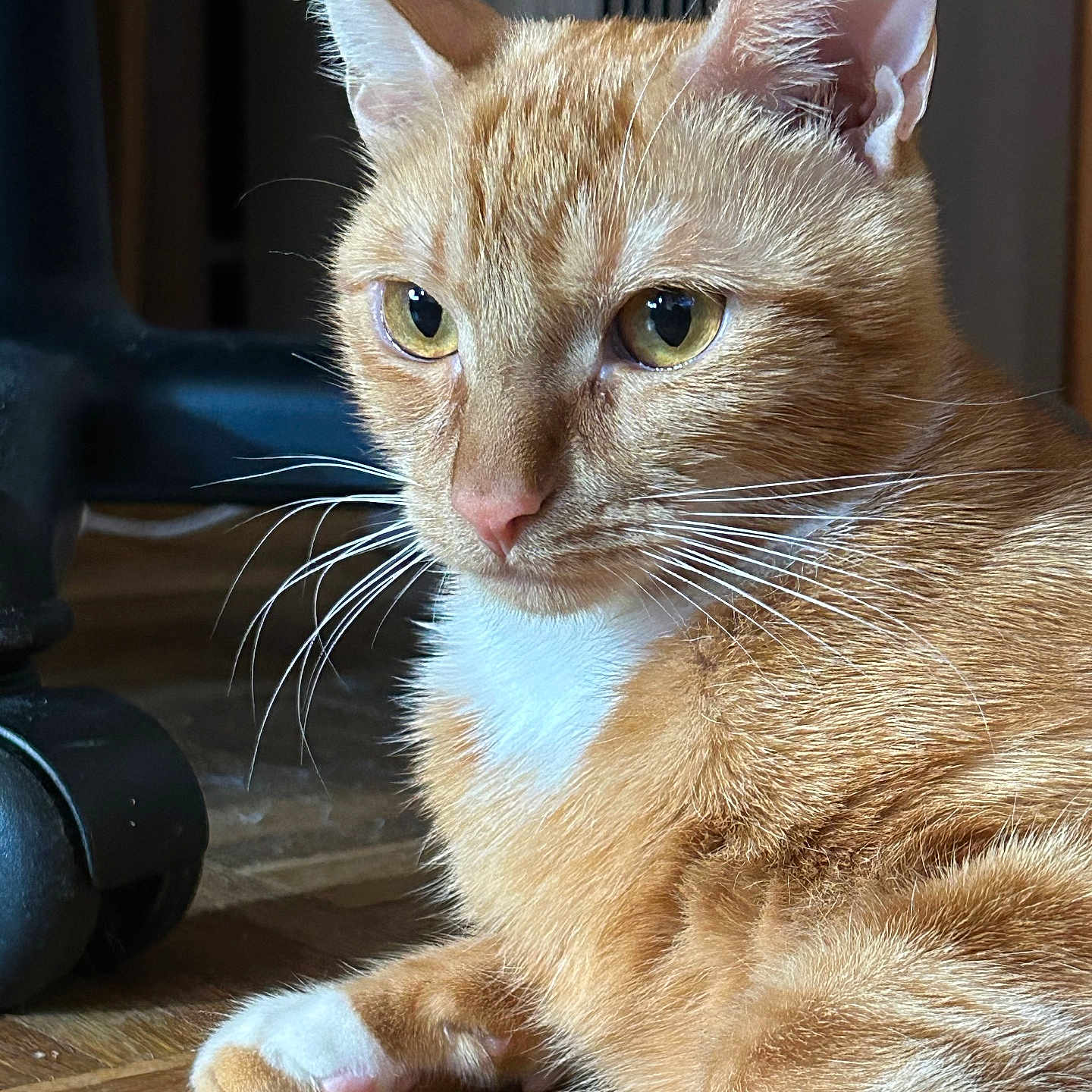 Elio