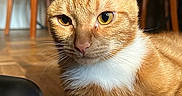 Elio a rejoint le concours — aidez-le/la à gagner de superbes lots ! cat, ginger_cat, white_fur, indoor, wooden_floor, close_up, pet, animal, feline, relaxed, curious, whiskers, floor, chair, table, domestic, fur, paw, yellow_eyes, household