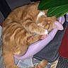 cat, ginger_cat, sleeping, curled_up, basket, paw, plant, leaf, indoor, cozy, feline, tail, resting, pet, cute, domestic_animal, home, quiet, relaxed, fur