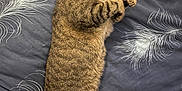Kyoto a rejoint le concours — aidez-le/la à gagner de superbes lots ! animal, bed, blanket, cat, collar, cozy, cute, domestic_cat, feline, fur, home, indoor, paw, pet, relaxation, resting, sleeping, striped, tabby, whiskers