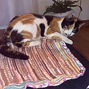 Luna participe au concours pour gagner de l'argent avec cette photo : animal, architecture, blanket, building, cat, cushion, flower, flowerarrangement, furniture, homedecor, indoors, interiordesign, livingroom, manx, pet, plant, pottedplant, quilt, room, wood