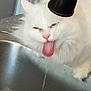 Bella is registered to the contest to win money with this photo: cat, white_cat, tongue, drinking, water, faucet, sink, kitchen, pet, animal, fluffy, closeup, tongue_out, domestic_cat, indoor, funny, cute, licking, face, fur