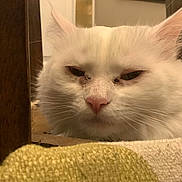 Bella is registered to the contest to win money with this photo: cat, white_cat, close_up, fluffy, indoor, pet, animal, resting, sleepy, face, fur, whiskers, pink_nose, wood, fabric, texture, domestic, cute, feline, mammal