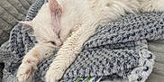Bella joined the competition — help win amazing prizes! cat, white_cat, sleeping, blanket, cozy, furry, pet, resting, animal, indoor, soft_texture, relaxed, cute, fur, paw, whiskers, home, comfort, nap, peaceful