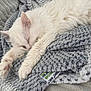 cat, white_cat, sleeping, blanket, cozy, furry, pet, resting, animal, indoor, soft_texture, relaxed, cute, fur, paw, whiskers, home, comfort, nap, peaceful