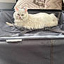 Bella joined the competition — help win amazing prizes! cat, white_cat, fluffy, suitcase, indoor, bed, cushion, fabric, pet, feline, relaxed, resting, fur, animal, home, comfort, travel, open_suitcase, domestic, cozy