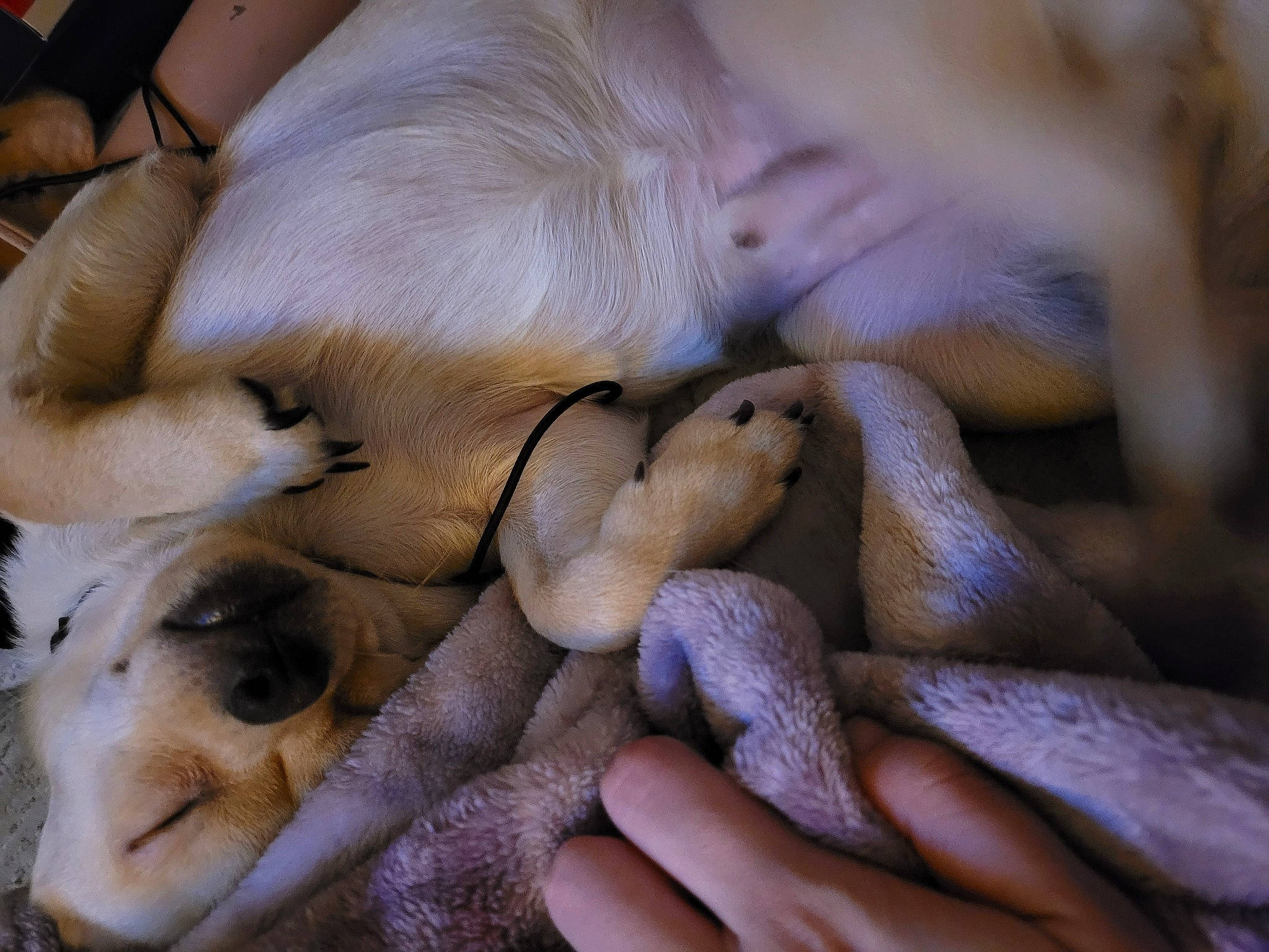 Bear joined the competition — help win amazing prizes! canidae, carnivore, claw, comfort, companion_dog, dog, dog_breed, fawn, fur, gesture, nail, nap, paw, seabird, sporting_group, terrestrial_animal, wildlife, wrinkle