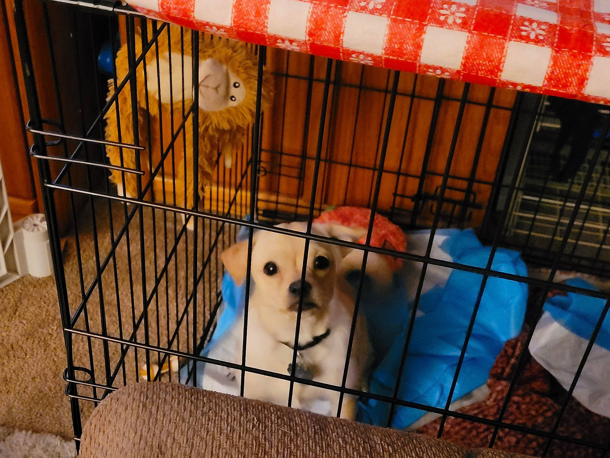 Bear is registered to the contest to win money with this photo: animal_shelter, cage, carnivore, companion_dog, dog, dog_bed, dog_breed, dog_crate, dog_supply, fawn, fur, kennel, mammal, pet_supply, service, snout, sporting_group, toy_dog, vertebrate, working_animal