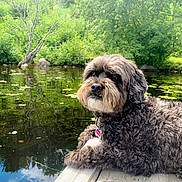 Koukla joined the competition — help win amazing prizes! dog, curly_fur, dock, pond, water, lily_pads, trees, greenery, reflection, nature, outdoor, pet, relaxing, canine, fur, wood, summer, peaceful, animal, lake