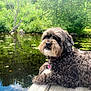 dog, curly_fur, dock, pond, water, lily_pads, trees, greenery, reflection, nature, outdoor, pet, relaxing, canine, fur, wood, summer, peaceful, animal, lake