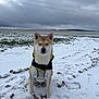 Simba participe au concours pour gagner de l'argent avec cette photo : dog, snow, outdoor, field, cloudy_sky, jacket, animal, pet, winter, nature, calm, sitting, fur, canine, landscape, cold, quiet, rural, isolated, peaceful