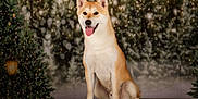 Simba a rejoint le concours — aidez-le/la à gagner de superbes lots ! dog, shiba_inu, sitting, tongue_out, happy, pet, animal, fur, ears, nose, snowflakes, winter, holiday, christmas_tree, lamp_post, blurred_background, indoor, portrait, cute, festive