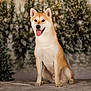 dog, shiba_inu, sitting, tongue_out, happy, pet, animal, fur, ears, nose, snowflakes, winter, holiday, christmas_tree, lamp_post, blurred_background, indoor, portrait, cute, festive