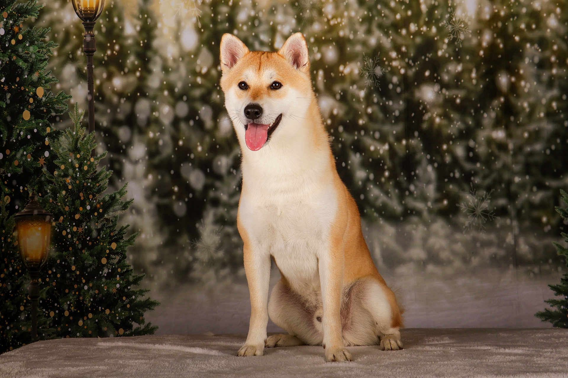 Simba a rejoint le concours — aidez-le/la à gagner de superbes lots ! dog, shiba_inu, sitting, tongue_out, happy, pet, animal, fur, ears, nose, snowflakes, winter, holiday, christmas_tree, lamp_post, blurred_background, indoor, portrait, cute, festive