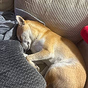 Simba participe au concours pour gagner de l'argent avec cette photo : dog, sleeping, couch, blanket, plush, sunlight, cozy, relaxed, fur, pet, indoor, resting, comfort, canine, snuggled, soft, home, nap, warm, peaceful