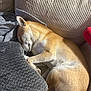 dog, sleeping, couch, blanket, plush, sunlight, cozy, relaxed, fur, pet, indoor, resting, comfort, canine, snuggled, soft, home, nap, warm, peaceful