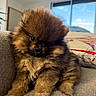 puppy, dog, fluffy, brown_fur, small_dog, sitting, sofa, couch, indoors, home, living_room, portrait, pet, adorable, cute, black_eyes, long_fur, domestic_animal, cozy, window