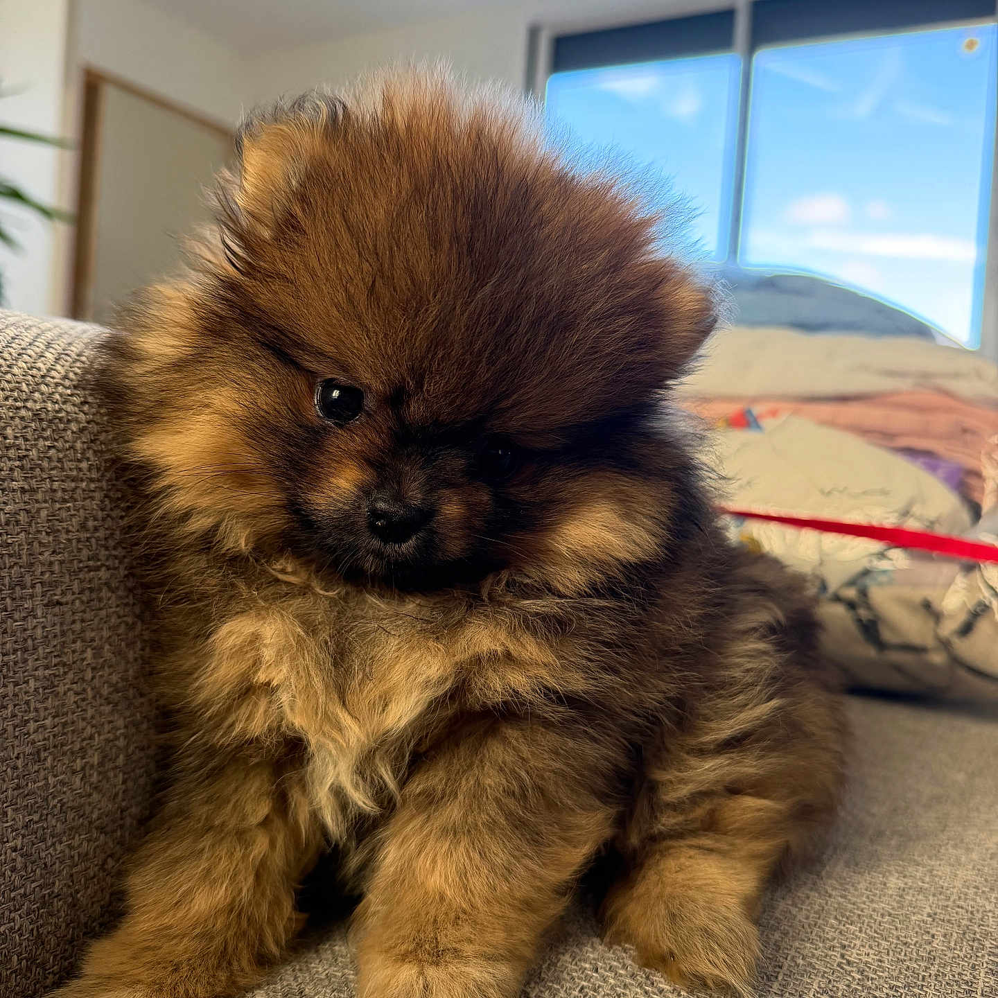 Bella a rejoint le concours — aidez-le/la à gagner de superbes lots ! puppy, dog, fluffy, brown_fur, small_dog, sitting, sofa, couch, indoors, home, living_room, portrait, pet, adorable, cute, black_eyes, long_fur, domestic_animal, cozy, window