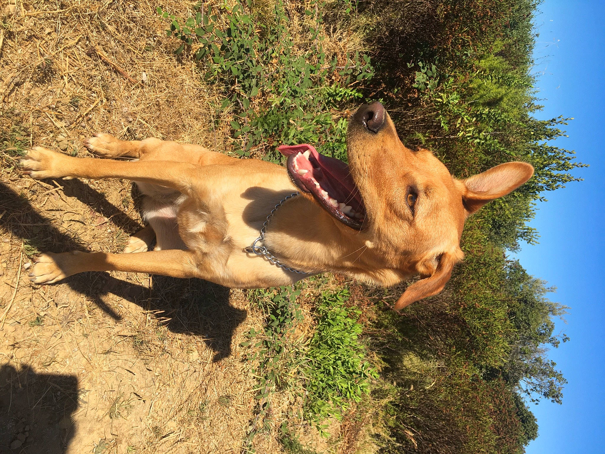 Peppa a rejoint le concours — aidez-le/la à gagner de superbes lots ! big_cats, canidae, carnivore, dog, dog_breed, fawn, grass, horn, landscape, plant, sky, snout, soil, sporting_group, terrestrial_animal, tree, trunk, wildlife, wood, working_animal