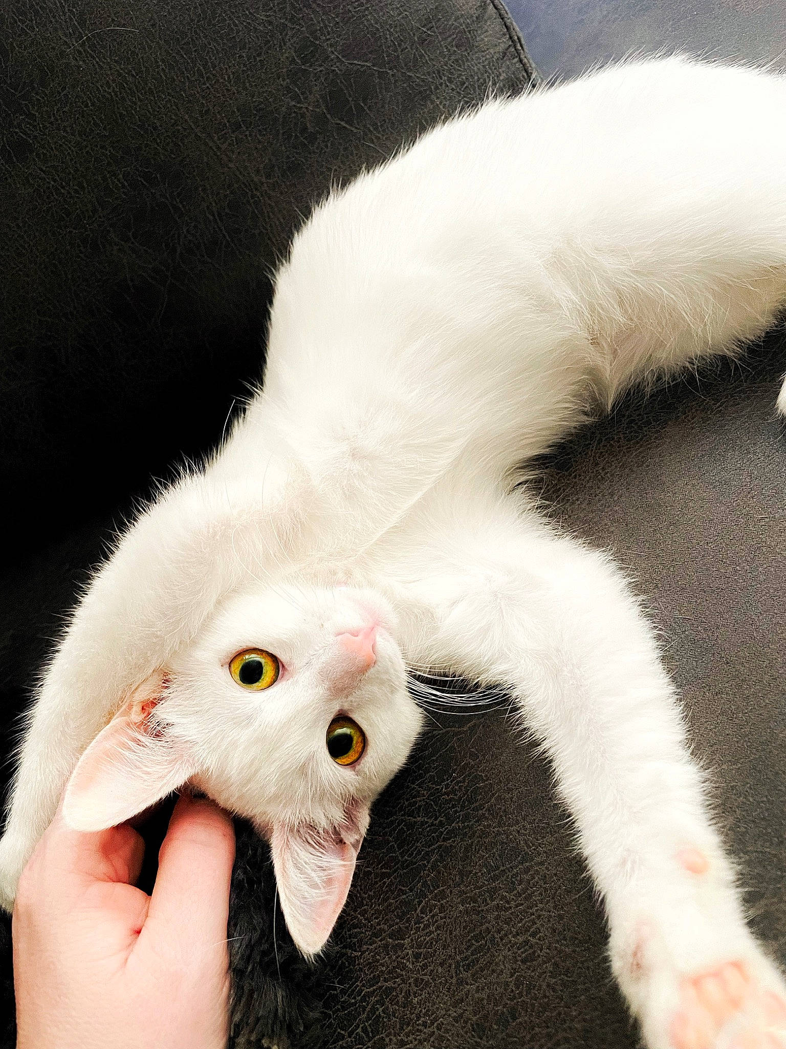 Hollywood is registered to the contest to win money with this photo: carnivore, cat, claw, comfort, domestic_short_haired_cat, ear, felidae, fur, gesture, nail, paw, small_to_medium_sized_cats, snout, tail, whiskers