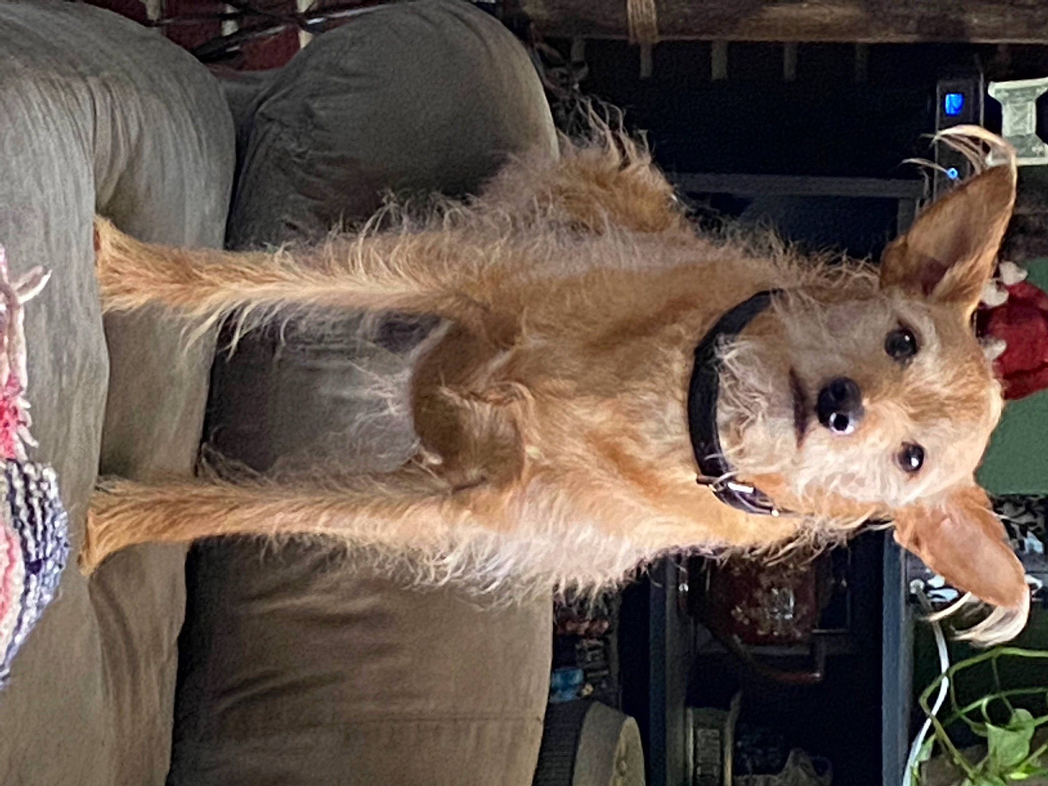 Eli joined the competition — help win amazing prizes! canidae, carnivore, collar, companion_dog, dog, dog_breed, event, fawn, felidae, fur, holiday, small_terrier, snout, sporting_group, suidae, tail, terrier, toy_dog, whiskers, working_animal