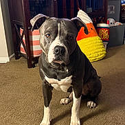 Rambo joined the competition — help win amazing prizes! alert, animal, black_and_white, burger_toy, cabinet, candy_corn, carpet, dog, front_facing, furniture, home, indoors, paws, pet, pit_bull, plush_toy, portrait, sitting, toy, white_chest