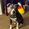 alert, animal, black_and_white, burger_toy, cabinet, candy_corn, carpet, dog, front_facing, furniture, home, indoors, paws, pet, pit_bull, plush_toy, portrait, sitting, toy, white_chest