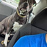 Rambo is registered to the contest to win money with this photo: backseat, black_and_white, canine, car, collar, dog, interior, leash, looking_at_camera, passenger, pet, pit_bull, portrait, road, serious_expression, short_hair, sitting, sunlight, trees, vehicle