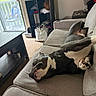 Rambo joined the competition — help win amazing prizes! black_and_white, carpet, chair, clothing, coffee_table, couch, cushion, daylight, dog, funny_pose, furniture, indoor, living_room, lying_down, pet, relaxed, shelving_unit, sleeping, stretching, window