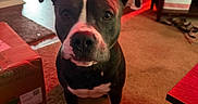Rambo joined the competition — help win amazing prizes! black_and_white, brown_eyes, canine, cardboard_box, carpet, dog, floppy_ears, front_facing, furniture, home, indoor, living_room, pet, photography, portrait, red_lighting, short_hair, sitting, white_chest, white_paws
