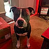 black_and_white, brown_eyes, canine, cardboard_box, carpet, dog, floppy_ears, front_facing, furniture, home, indoor, living_room, pet, photography, portrait, red_lighting, short_hair, sitting, white_chest, white_paws