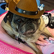 King is registered to the contest to win money with this photo: dog, pug, pet_bed, cowboy_hat, toy, blanket, indoors, animal, cute, brown, black, fur, face, laying, pet, domestic_animal, resting, closeup, adorable, companion