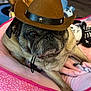 dog, pug, pet_bed, cowboy_hat, toy, blanket, indoors, animal, cute, brown, black, fur, face, laying, pet, domestic_animal, resting, closeup, adorable, companion