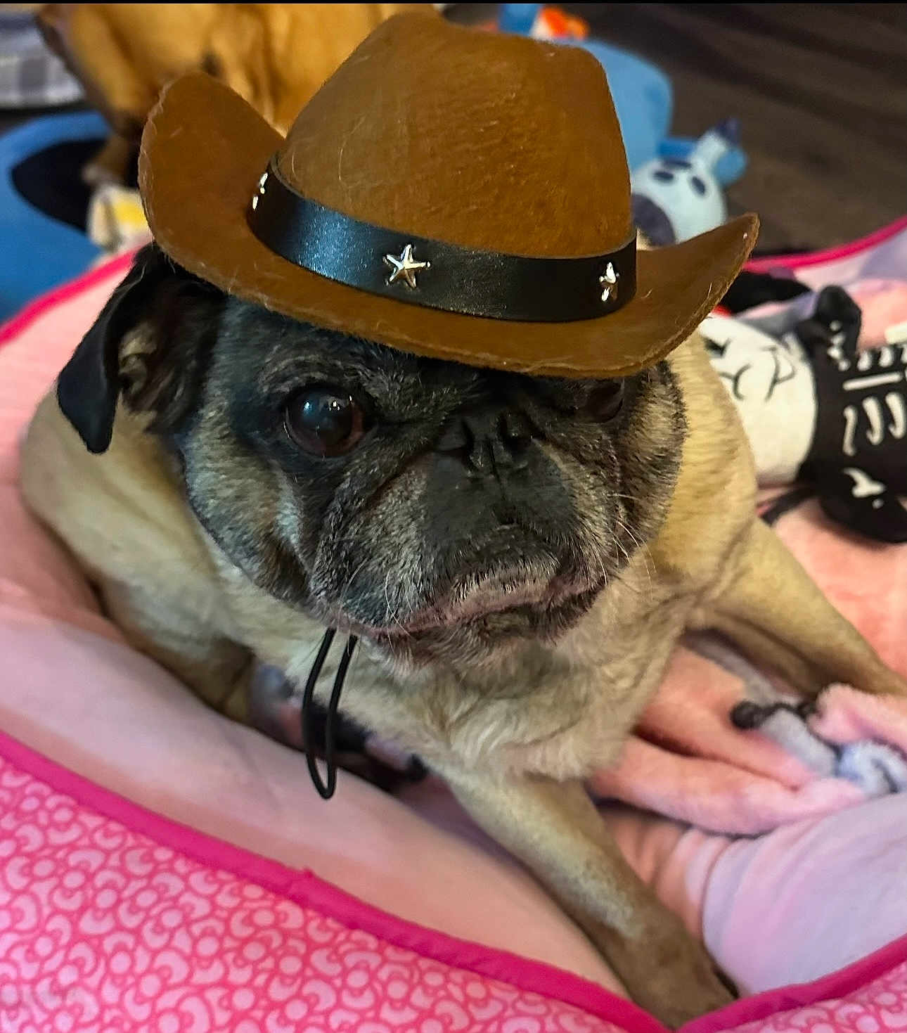 King is registered to the contest to win money with this photo: dog, pug, pet_bed, cowboy_hat, toy, blanket, indoors, animal, cute, brown, black, fur, face, laying, pet, domestic_animal, resting, closeup, adorable, companion