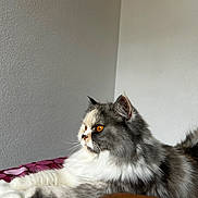 Pepette a rejoint le concours — aidez-le/la à gagner de superbes lots ! amber_eyes, animal, cat, cute, domestic_cat, ears, feline, fluffy, indoor, long_fur, lounging, pet, polka_dot, purple_blanket, relaxed, side_view, tail, texture, wall, whiskers