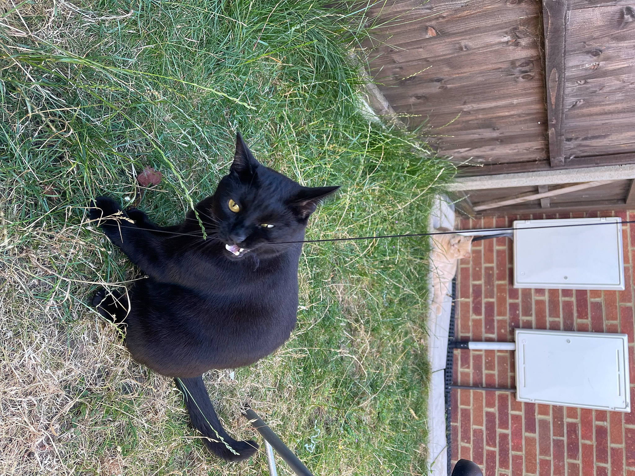 Hamilton is registered to the contest to win money with this photo: black_cat, bombay, carnivore, cat, dog_breed, domestic_short_haired_cat, felidae, fur, grass, pet_supply, plant, small_to_medium_sized_cats, tail, terrestrial_animal, tree, whiskers, window, wood