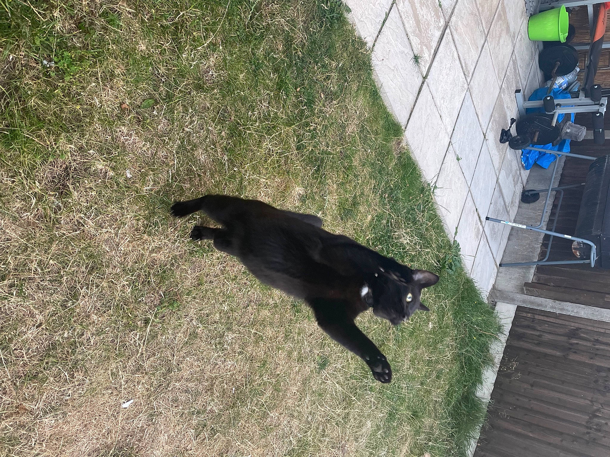 Hamilton joined the competition — help win amazing prizes! black_cat, bombay, canidae, carnivore, cat, dog_breed, felidae, flooring, fur, grass, groundcover, road_surface, shade, shadow, small_to_medium_sized_cats, sporting_group, tail, terrestrial_animal, tints_and_shades