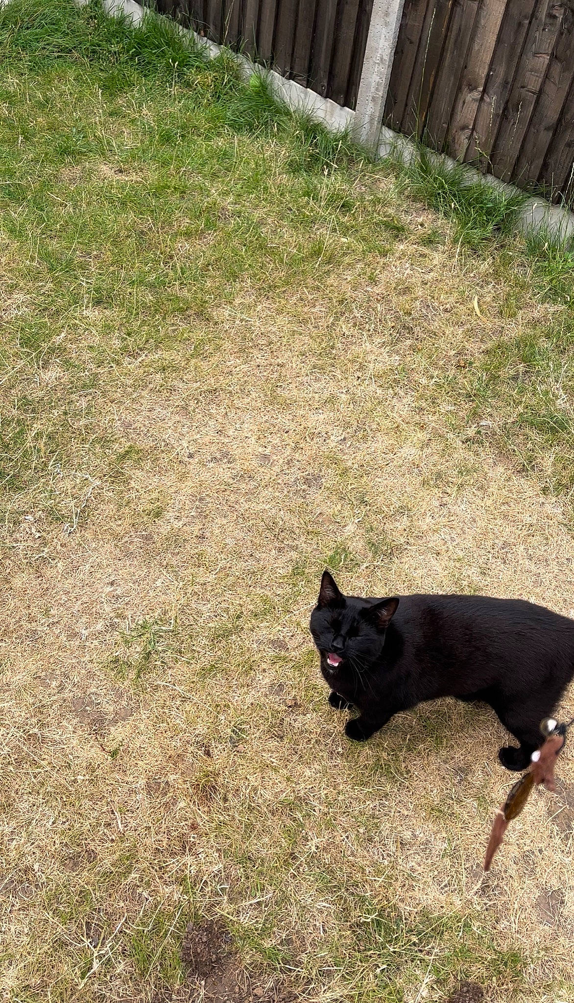 Hamilton is registered to the contest to win money with this photo: canidae, carnivore, companion_dog, dog, dog_breed, fawn, grass, grassland, groundcover, livestock, pasture, plant, shadow, snout, soil, sporting_group, tail, terrestrial_animal, tints_and_shades, working_animal