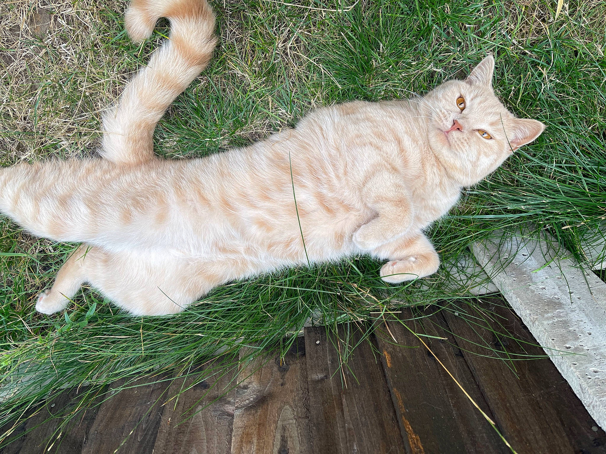 Storm is registered to the contest to win money with this photo: art, carnivore, cat, claw, domestic_short_haired_cat, fawn, felidae, fur, grass, hardwood, paw, plant, small_to_medium_sized_cats, snout, tail, terrestrial_animal, tree, whiskers, wildlife, wood