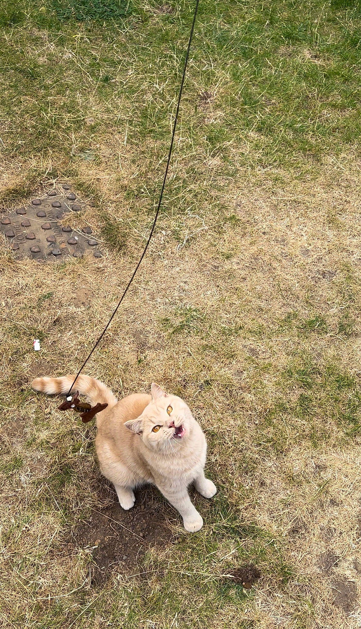 Storm joined the competition — help win amazing prizes! canidae, carnivore, cat, companion_dog, dog_breed, fawn, felidae, fur, grass, grass_family, grassland, paw, small_to_medium_sized_cats, snout, soil, sporting_group, tail, terrestrial_animal, whiskers, wildlife