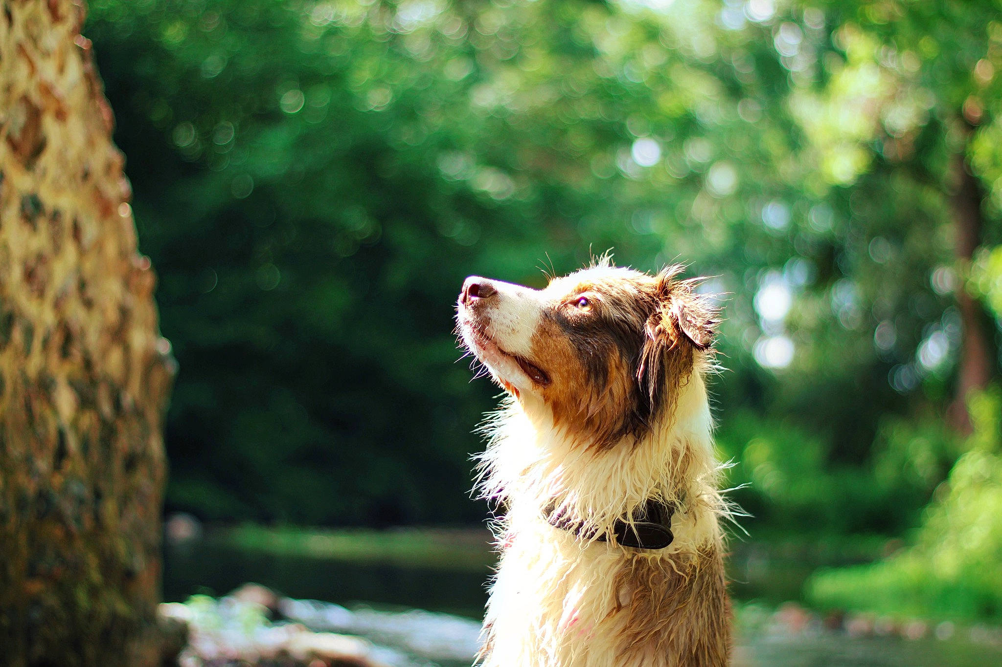 Nirvana participe au concours pour gagner de l'argent avec cette photo : australian_shepherd, border_collie, canidae, carnivore, collie, companion_dog, dog, dog_breed, mammal, rough_collie, shetland_sheepdog, sporting_group, sunlight, tree, vertebrate