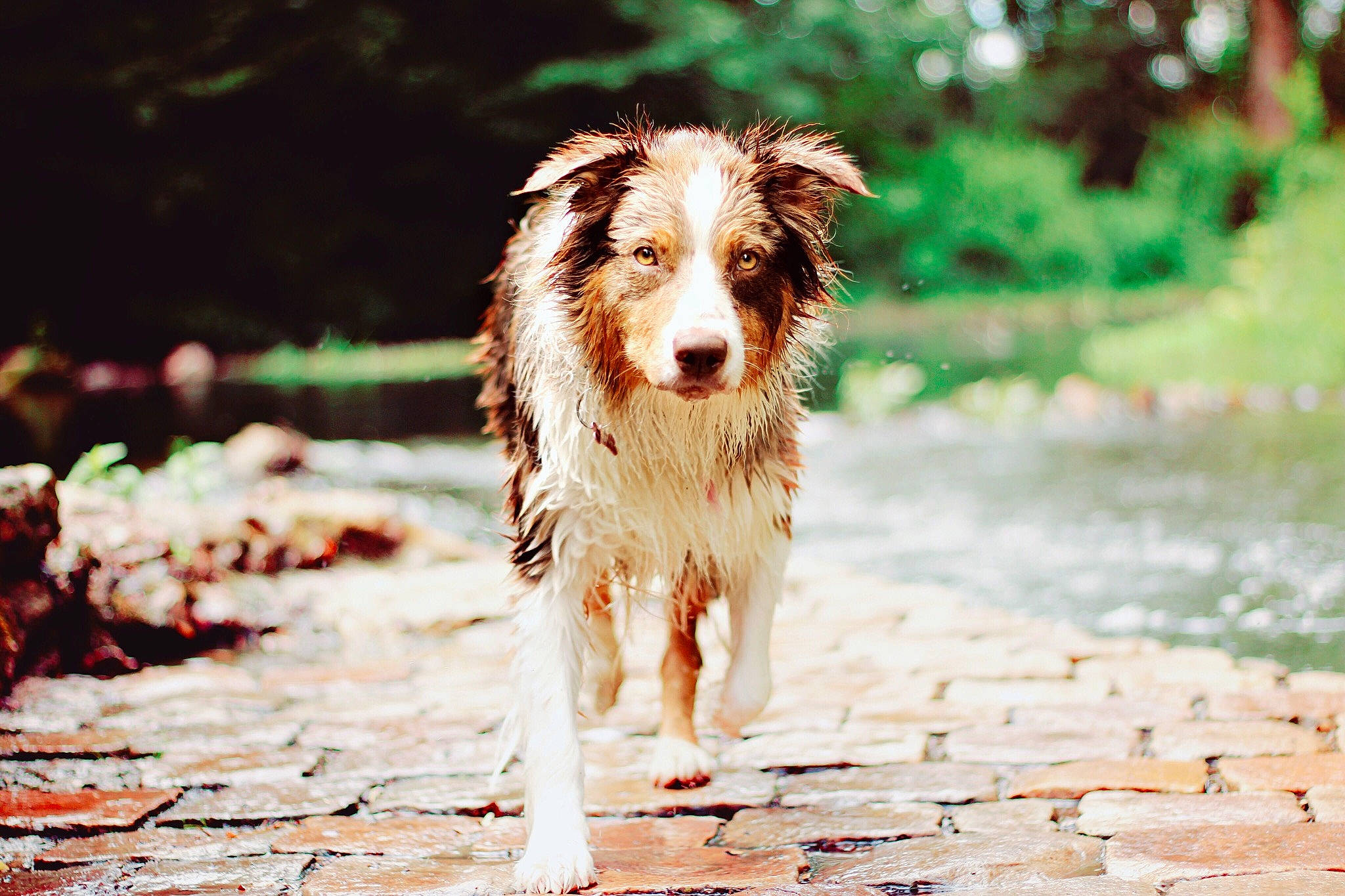 Nirvana a rejoint le concours — aidez-le/la à gagner de superbes lots ! australian_collie, australian_shepherd, basque_shepherd_dog, border_collie, canidae, carnivore, companion_dog, dog, dog_breed, mammal, miniature_australian_shepherd, rare_breed_dog, sporting_group, vertebrate, working_dog