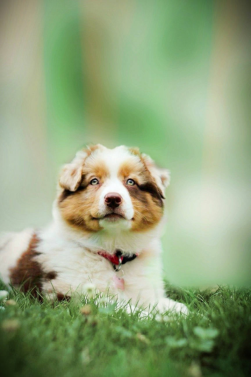 Nirvana participe au concours pour gagner de l'argent avec cette photo : australian_shepherd, canidae, carnivore, companion_dog, dog, dog_breed, grass, green, mammal, miniature_australian_shepherd, puppy, rare_breed_dog, sporting_group, vertebrate, working_dog